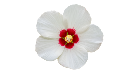 Elegant White Flower Close-Up Featuring a Red Center Isolated on White