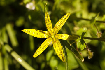 Yellow flower of Gagea lutea, known as the yellow star-of-Bethlehem with water drops on green grass background, close-up