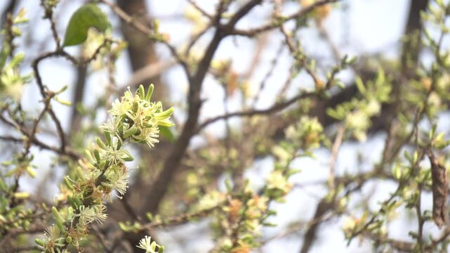 Sage-leaved Alangium is a small tree with fragrant white flowers, twisted branches, and medicinal uses in traditional Ayurvedic practices.