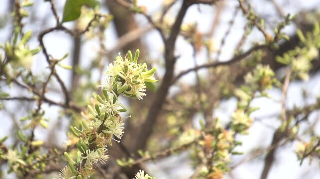 Sage-leaved Alangium is a small tree with fragrant white flowers, twisted branches, and medicinal uses in traditional Ayurvedic practices.