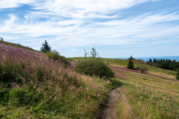 Fototapeta premium Landscape with meadows and flowers in the high Rhoen , Germany