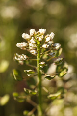 Close up of small white flowers of Capsella bursa-pastoris, known as shepherd's purse on a meadow in spring.
