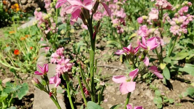 Hoary stock, Matthiola incana or Matthiola longipetala flowers video footage 