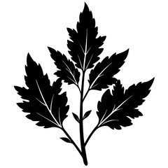   leaves vector illustration