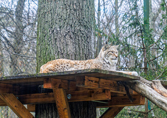 Eurasian lynx resting on wooden platform in forest enclosure..