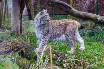 Eurasian lynx resting on wooden platform in forest enclosure..