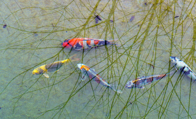Colorful koi fish swimming beneath tree reflections in clear water..