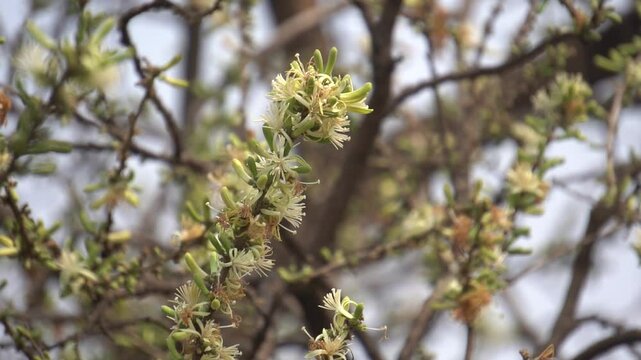 Sage-leaved Alangium is a small tree with fragrant white flowers, twisted branches, and medicinal uses in traditional Ayurvedic practices.