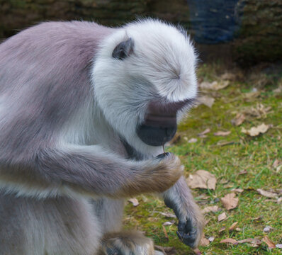 Gray langur monkey foraging on the ground in forest enclosure..