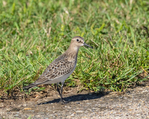 A juvenile Baird's Sandpiper standing on a gravel path with grass behind