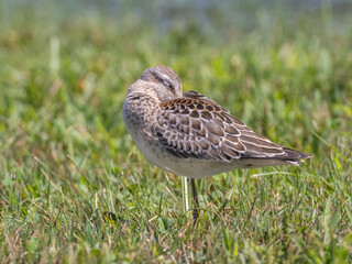 An immature Stilt Sandpiper sleeping amongst short grass