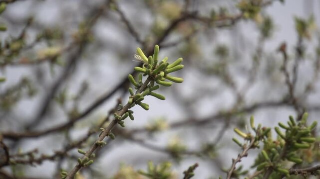 Sage-leaved Alangium is a small tree with fragrant white flowers, twisted branches, and medicinal uses in traditional Ayurvedic practices.