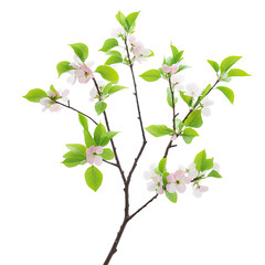Fresh Spring Branch on transparent background
