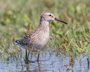 An immature Stilt Sandpiper feeding in shallow water