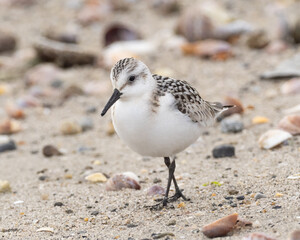 A close up of an immature Sanderling walking on the beach