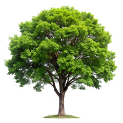 Single tree isolated on transparent background  
