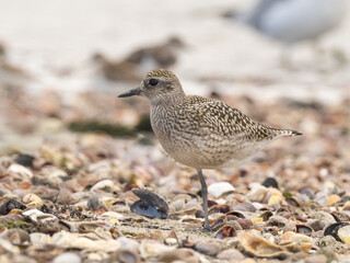 A juvenile Black-bellied Plover roosting on the beach