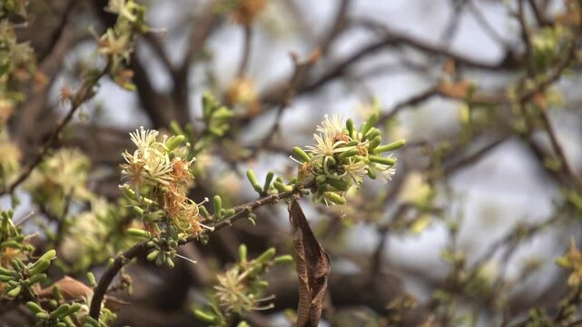 Sage-leaved Alangium is a small tree with fragrant white flowers, twisted branches, and medicinal uses in traditional Ayurvedic practices.