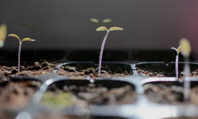 Seedlings in a plastic tray close-up. Planted seed and after some time grown sprouts