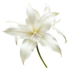 Fototapeta premium Elegant White Orchid on transparent background