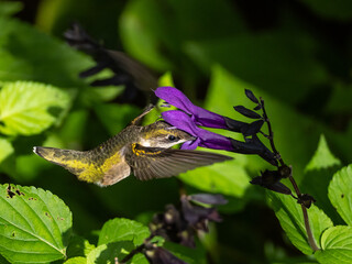 An immature male Ruby-throated Hummingbird with its beak fully inserted into a purple flower and...