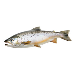 Silvery Whole Trout on transparent background