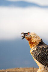 Bearded Vulture (Gypaetus barbatus) photographed in Spain