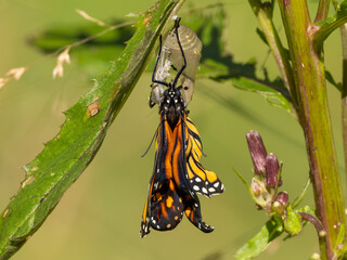 A Monarch butterfly just emerged from its chrysalis and still with crinkled wings