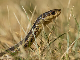 A close up of the raised head of a Garter Snake amongst dry grass