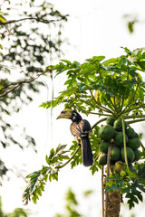 Oriental pied hornbill on papaya tree from Assam | Birds of northeast (Kaziranga)