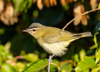 A close up of a Red-eyed Vireo perched on a narrow twig in bright sunlight