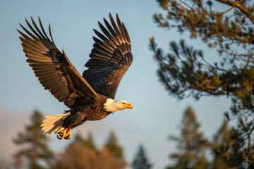 Obraz premium Majestic bald eagle soars through the clear sky above a serene forest landscape at sunset