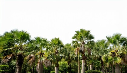 tree line lush green forest with palm trees and a white background