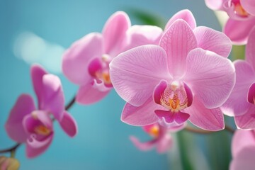 Obraz premium Close-up of beautiful pink orchids in bloom against a soft blue background