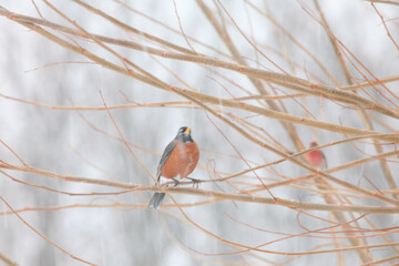 Robin in spring snow near Hartford, Wisconsin