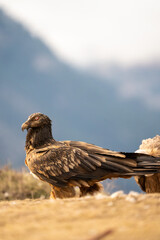Bearded Vulture (Gypaetus barbatus) photographed in Spain