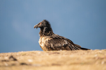 Bearded Vulture (Gypaetus barbatus) photographed in Spain