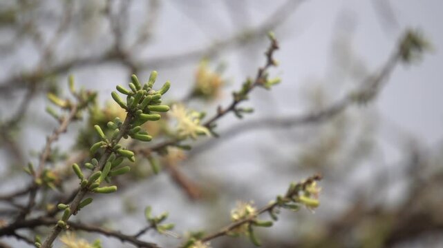 Sage-leaved Alangium is a small tree with fragrant white flowers, twisted branches, and medicinal uses in traditional Ayurvedic practices.