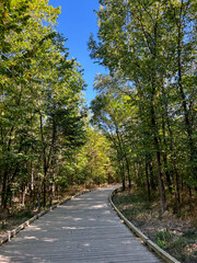 Rural tree-lined path in the forest 