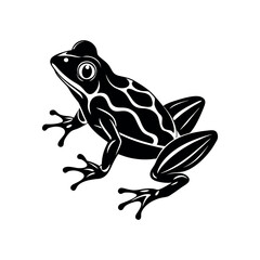 Frog on white background