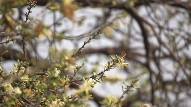 Sage-leaved Alangium is a small tree with fragrant white flowers, twisted branches, and medicinal uses in traditional Ayurvedic practices.