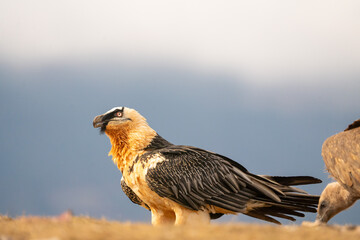 Bearded Vulture (Gypaetus barbatus) photographed in Spain