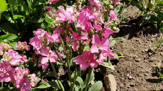 Hoary stock, Matthiola incana or Matthiola longipetala flowers video footage 