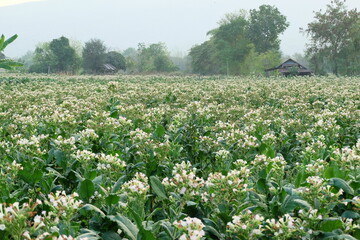 Blooming Potato Field in Early Morning Light with Houses in Distance
