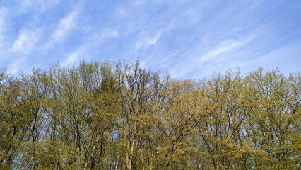 Fototapeta premium Spring colors emerging on trees under blue sky in tupadly, czech republic. In april