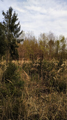 Wild grasses growing in field near forest in tupadly, czech republic. In april
