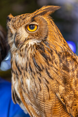 Owl big starring eyes cute looking Standing on perch on walking street in Pattaya Thailand