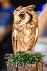 Owl big starring eyes cute looking Standing on perch on walking street in Pattaya Thailand