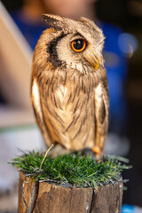 Owl big starring eyes cute looking Standing on perch on walking street in Pattaya Thailand