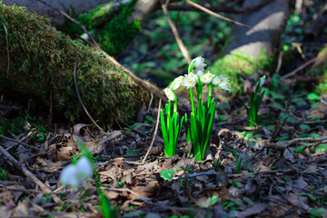 In a shaded woodland environment, a group of delicate summer snowflakes (Leucojum aestivum) blooms in the foreground.